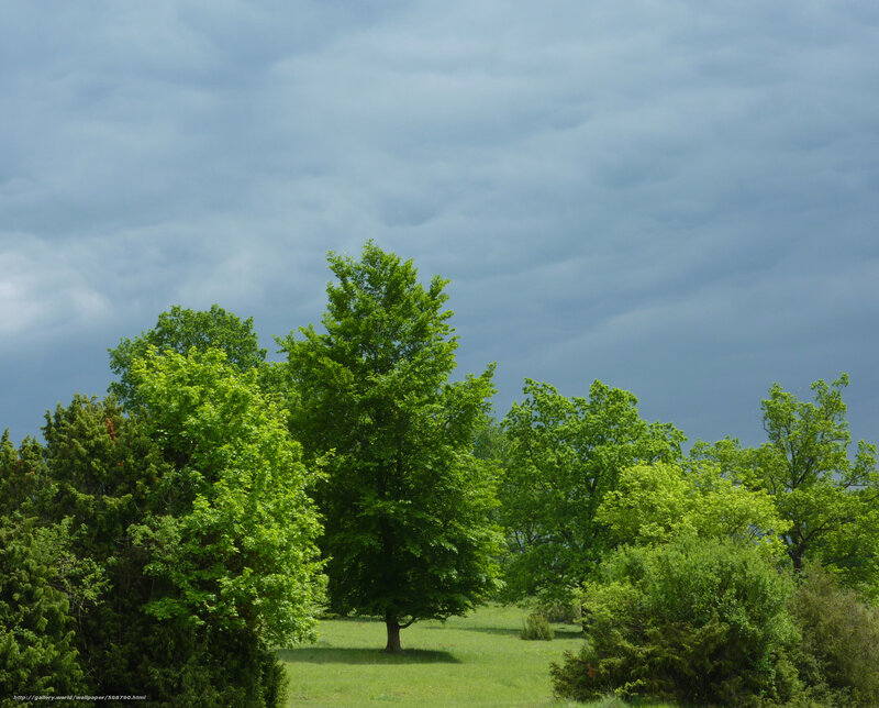 Green trees under cloudy sky