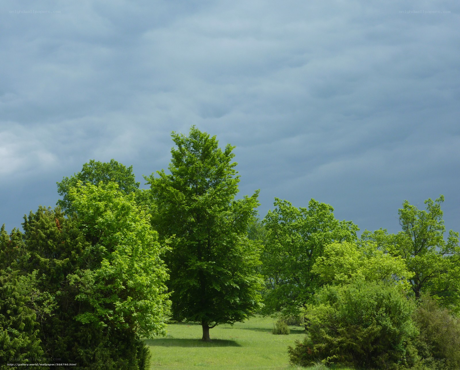 Green trees under cloudy sky