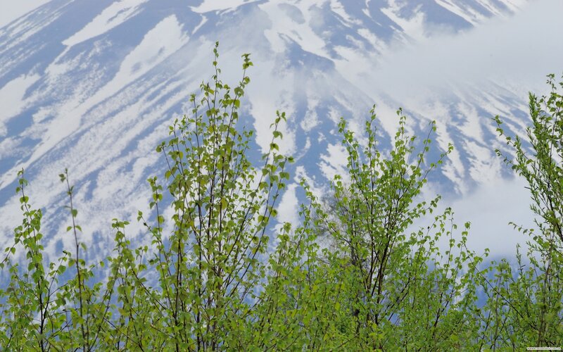 Green trees with snowy mountain