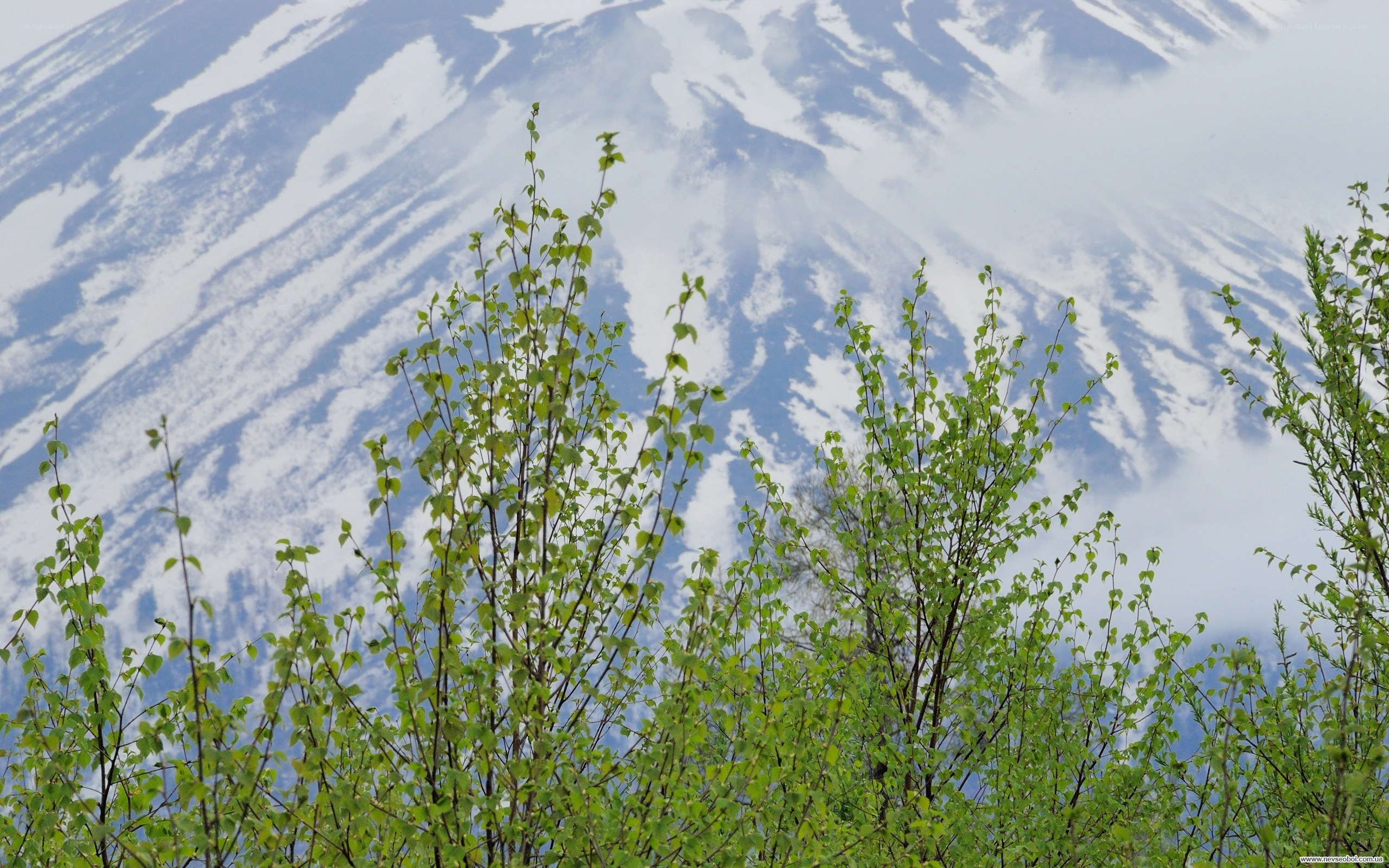 Green trees with snowy mountain