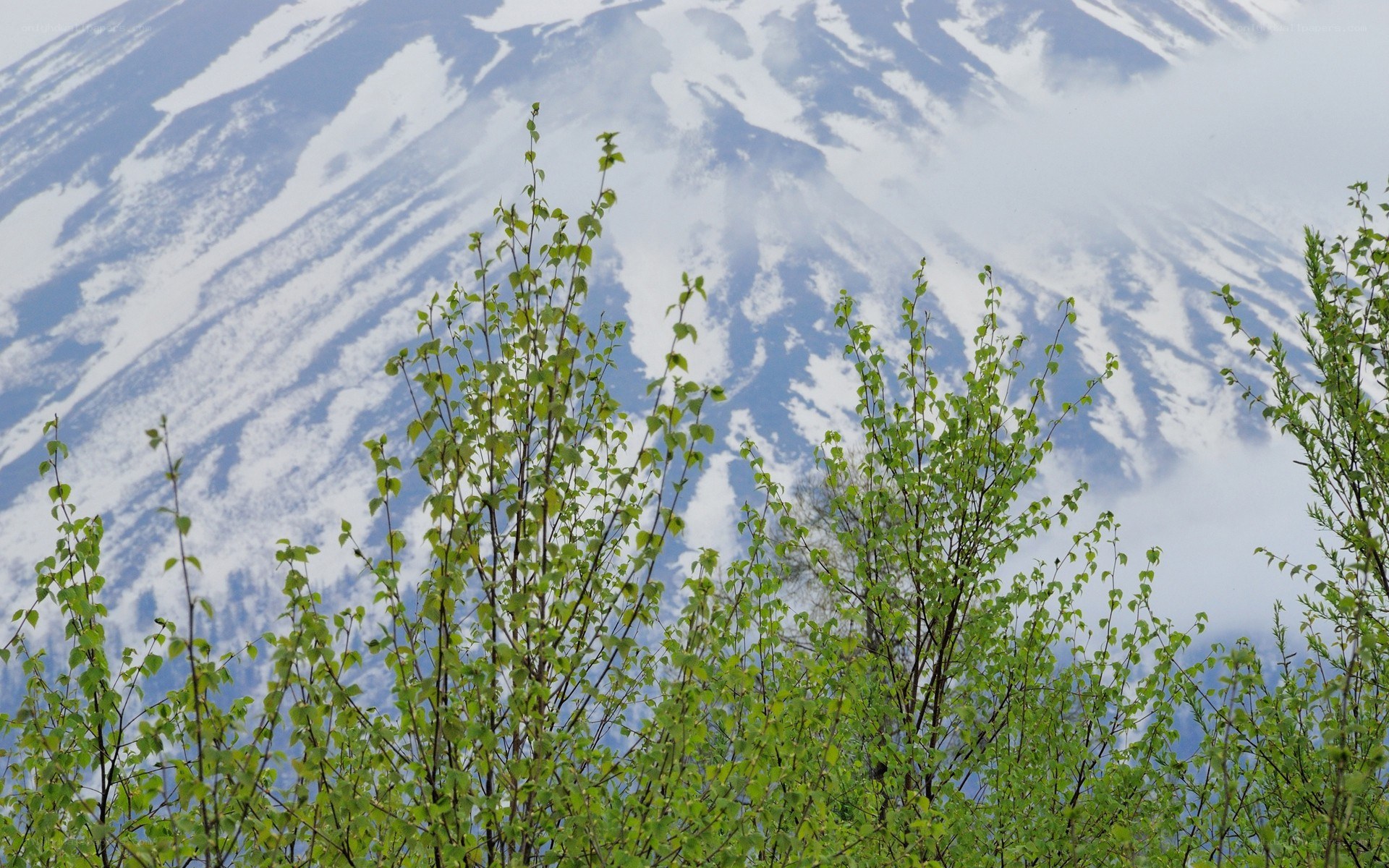 Green trees with snowy mountain