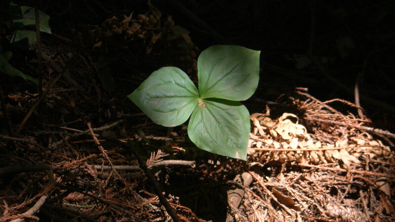Green Trillium Plant