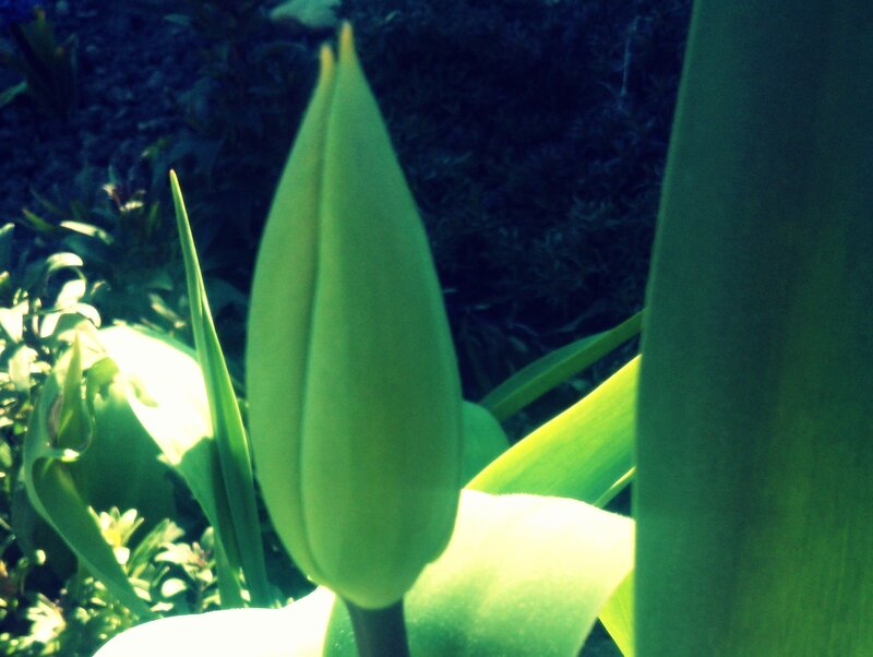 Green Tulip Bud