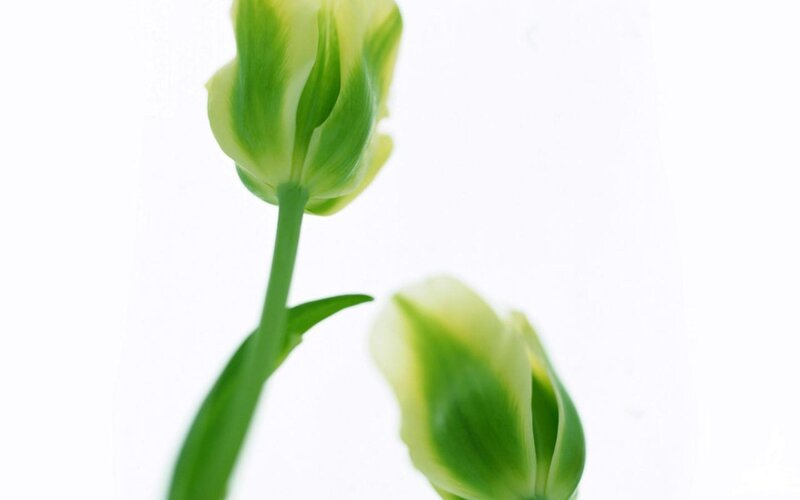 green tulip buds