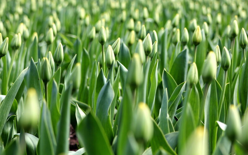 Green Tulip Buds — Calm