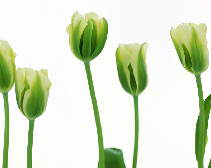 Green Tulip Buds — Serene, Photograph