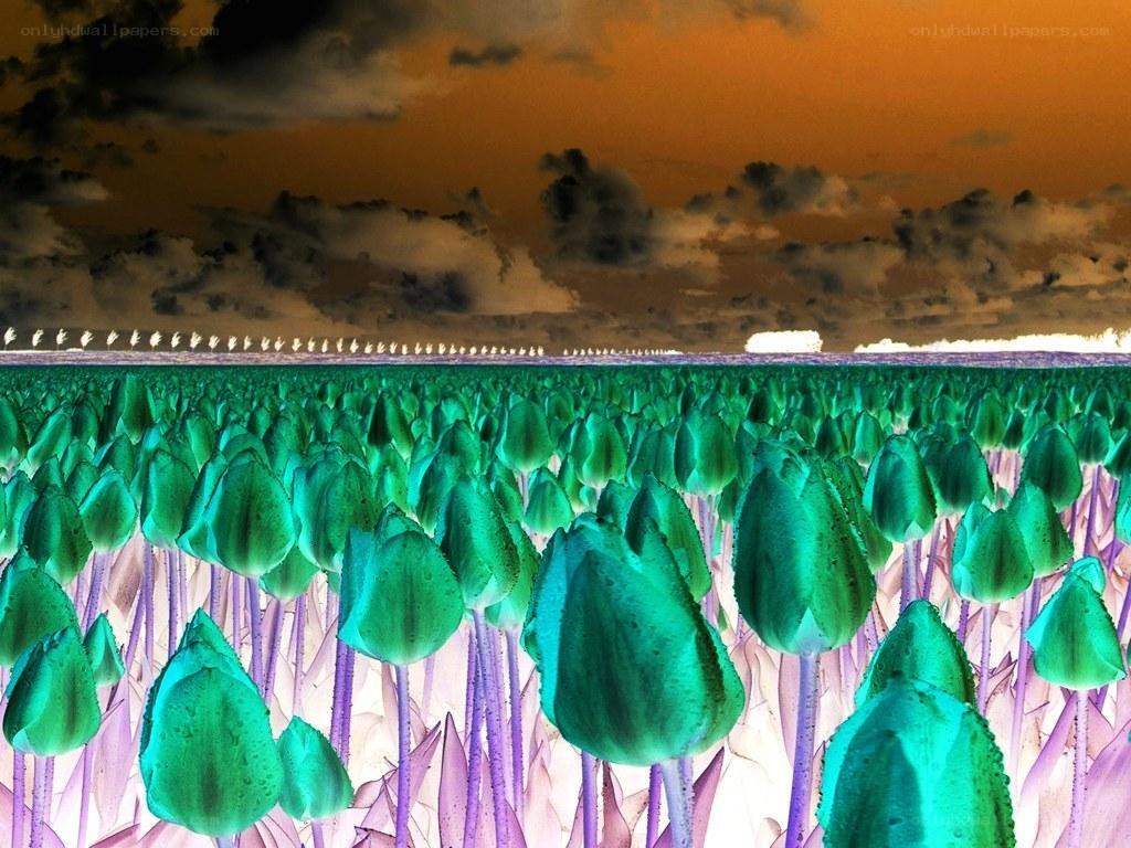 Green tulip field at sunset