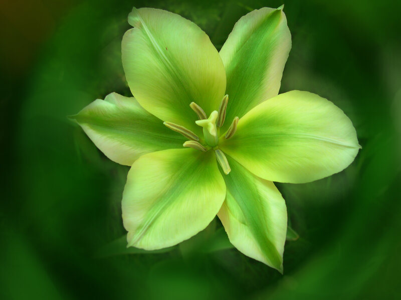 Green Tulip Flower