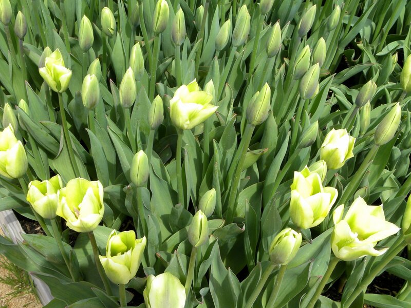 Green tulips in a garden