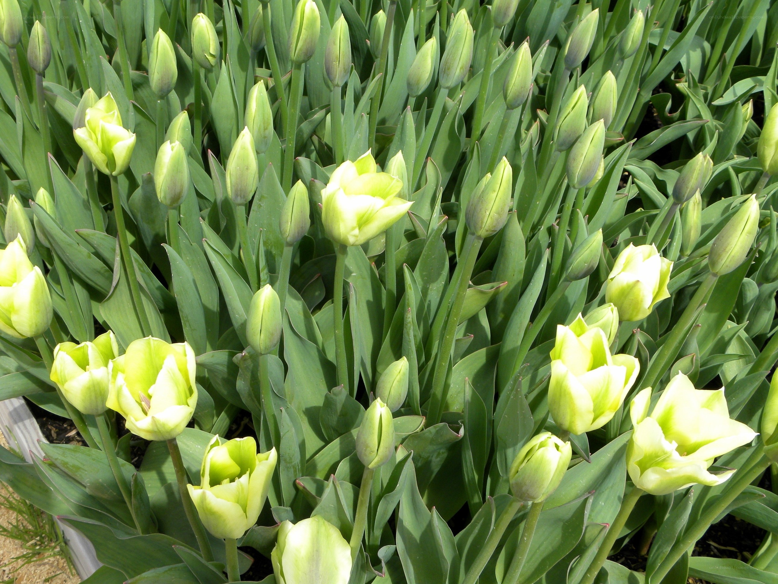 Green tulips in a garden