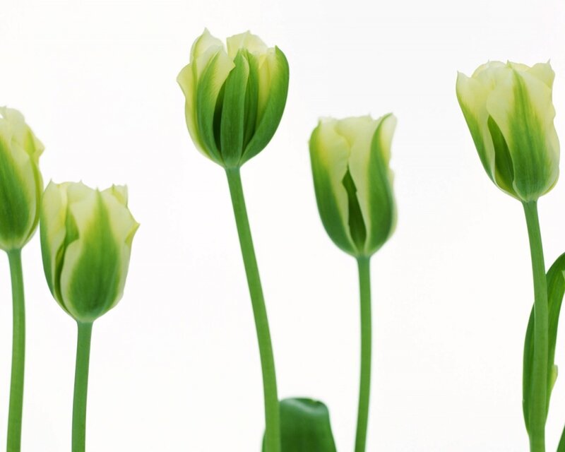 Green tulips in a row