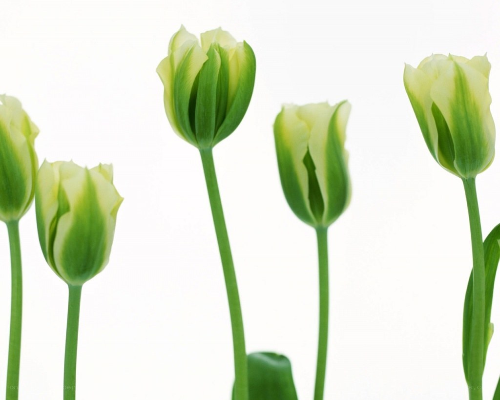 Green tulips in a row