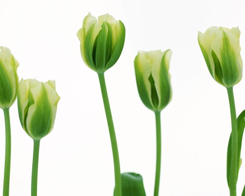 Green tulips in bloom