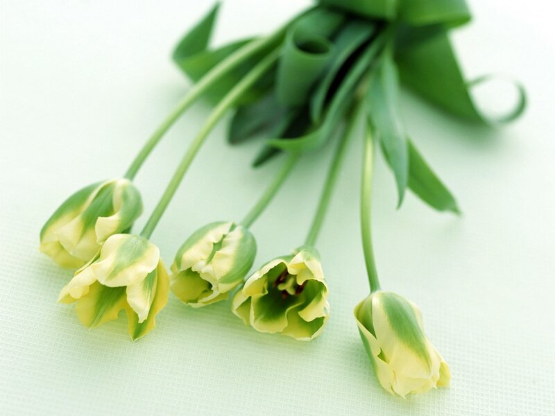 green tulips on white surface