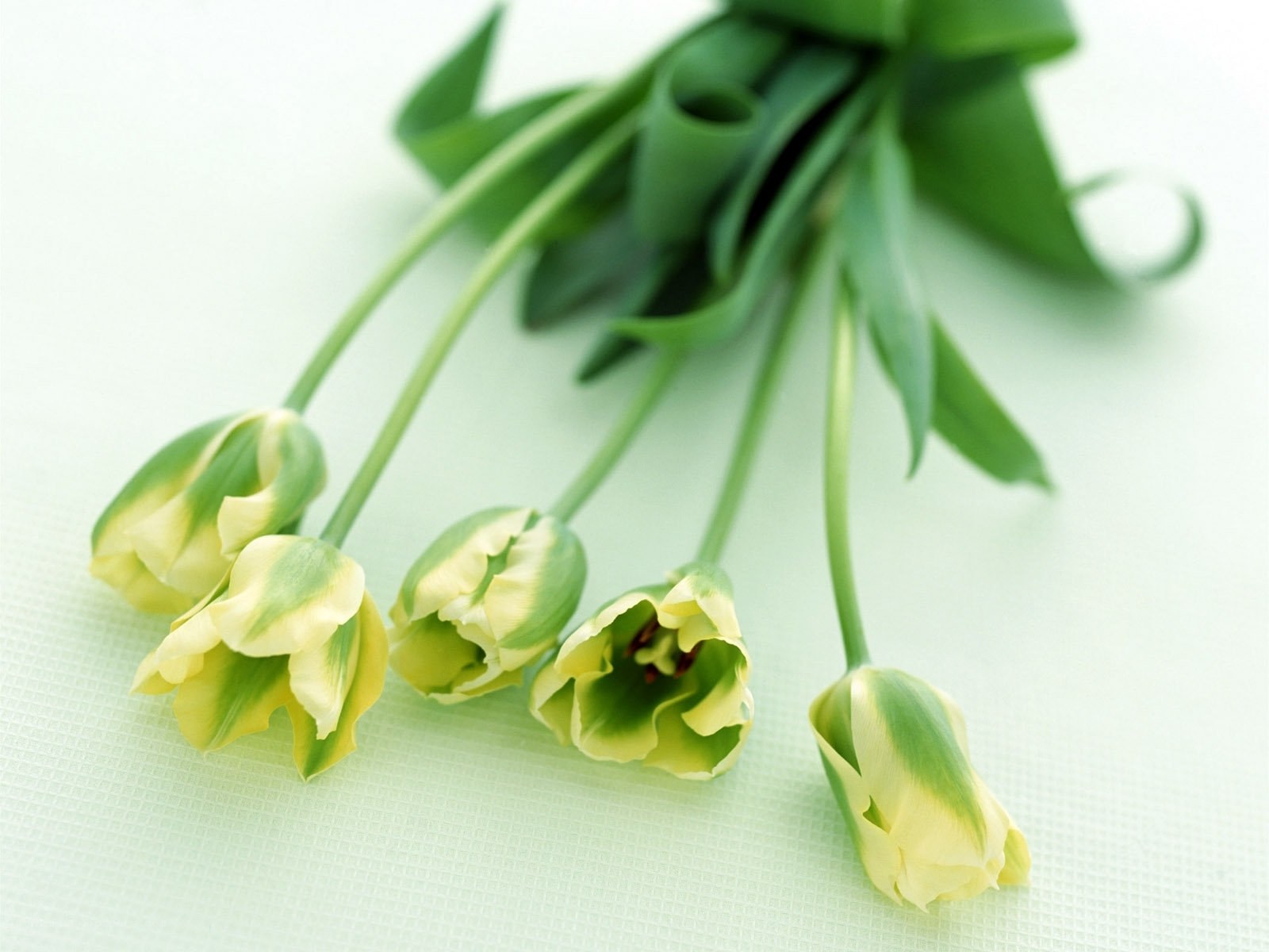 green tulips on white surface
