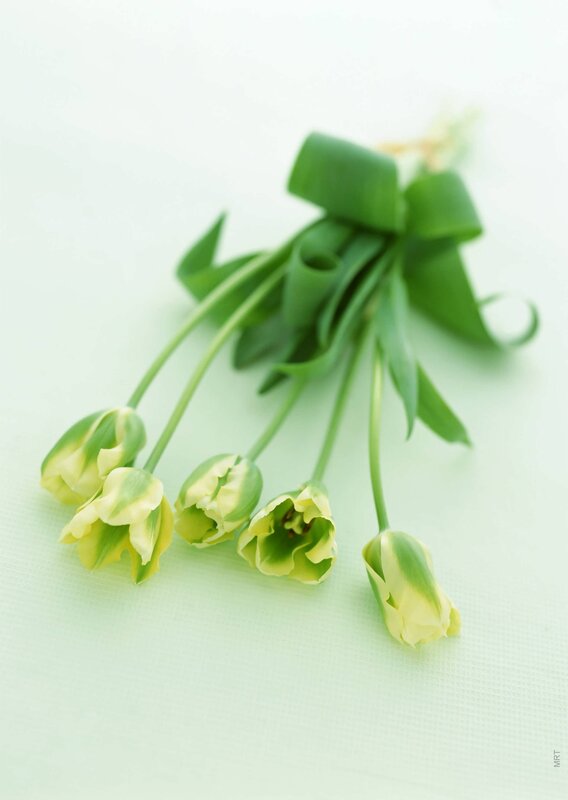 green tulips on white