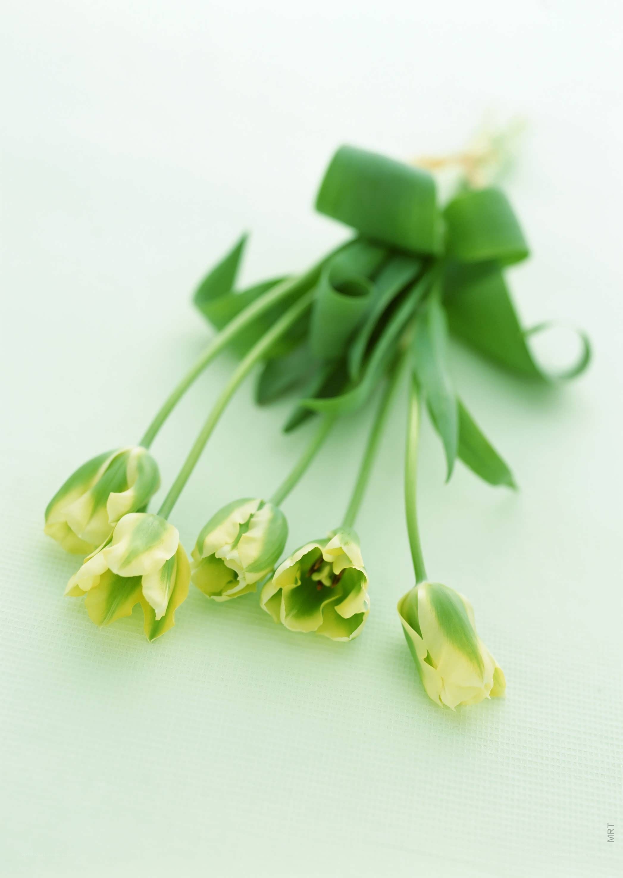 green tulips on white
