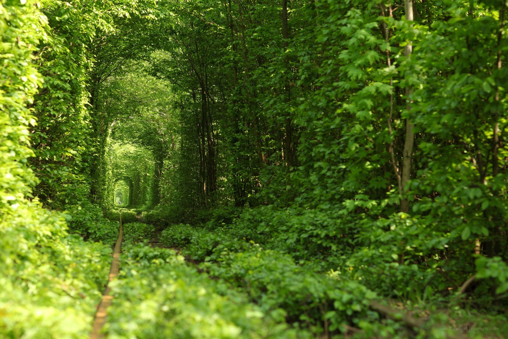 green tunnel of trees