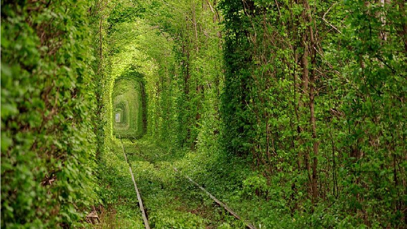 Green Tunnel of Vines