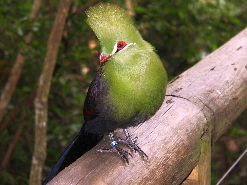 Green turaco perched on log