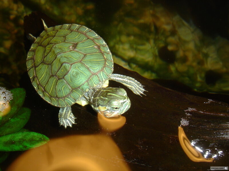 Green Turtle in Water