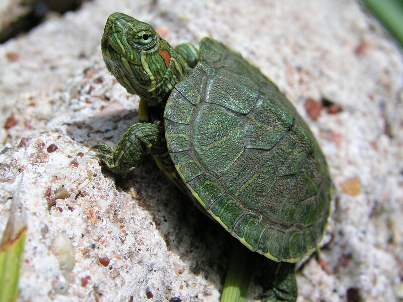 Green Turtle on Rock