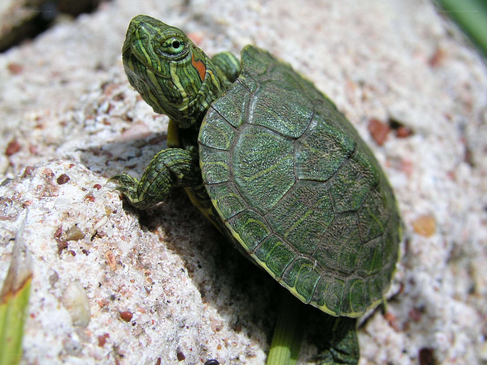 green turtle on sandy ground