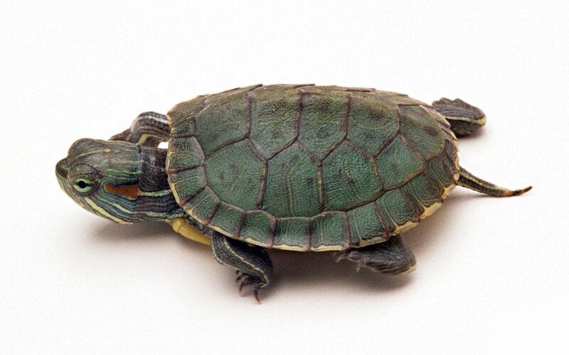 green turtle on white background