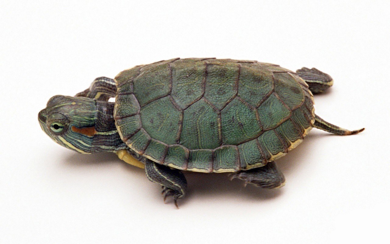 green turtle on white background