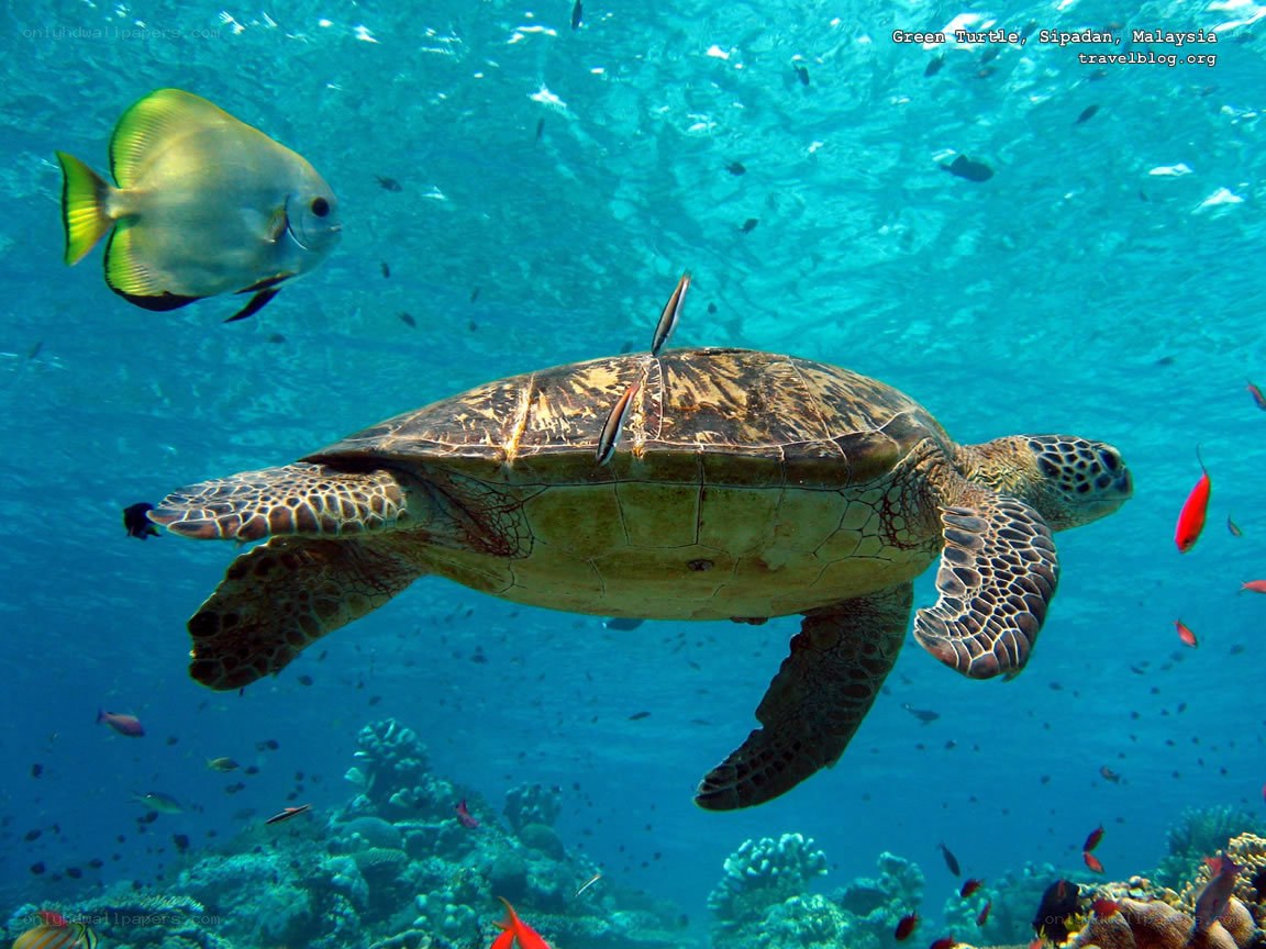 Green turtle swimming in coral reef