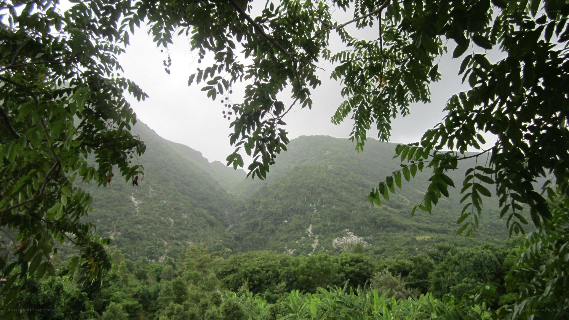 green valley framed by leaves