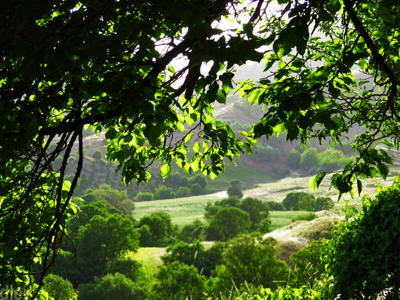 Green Valley Landscape — Serene, Afternoon, Photograph, Trees