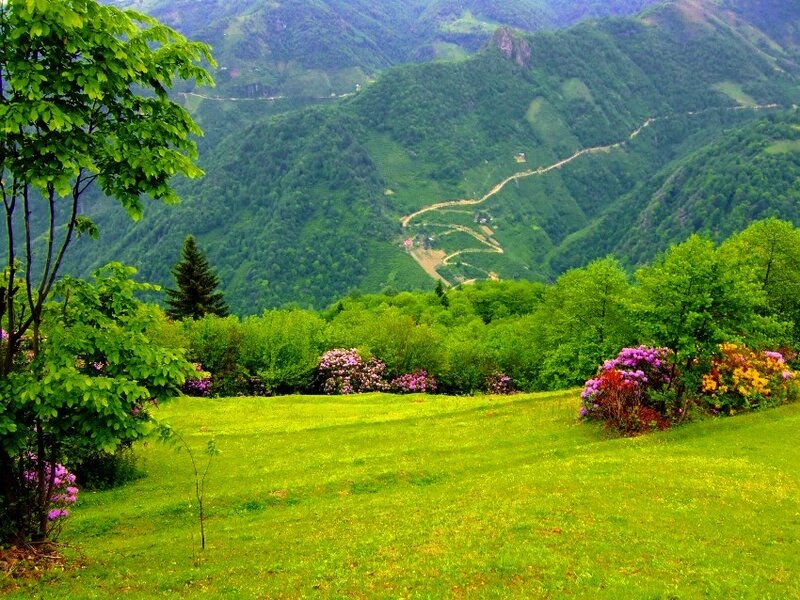 Green valley with flowering bushes
