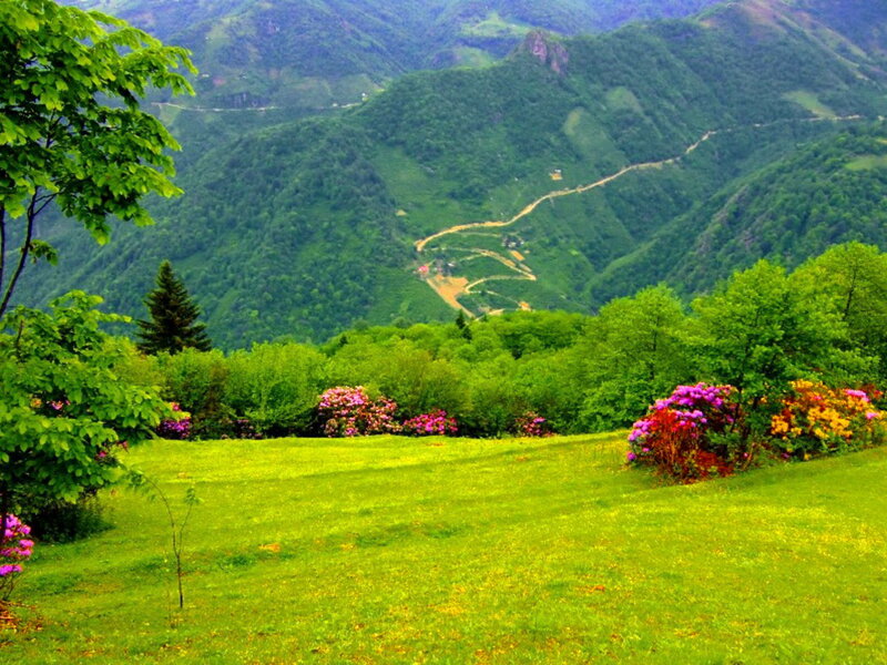 Green Valley with Flowers