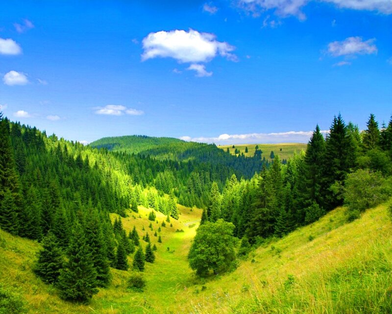Green valley with forest and blue sky