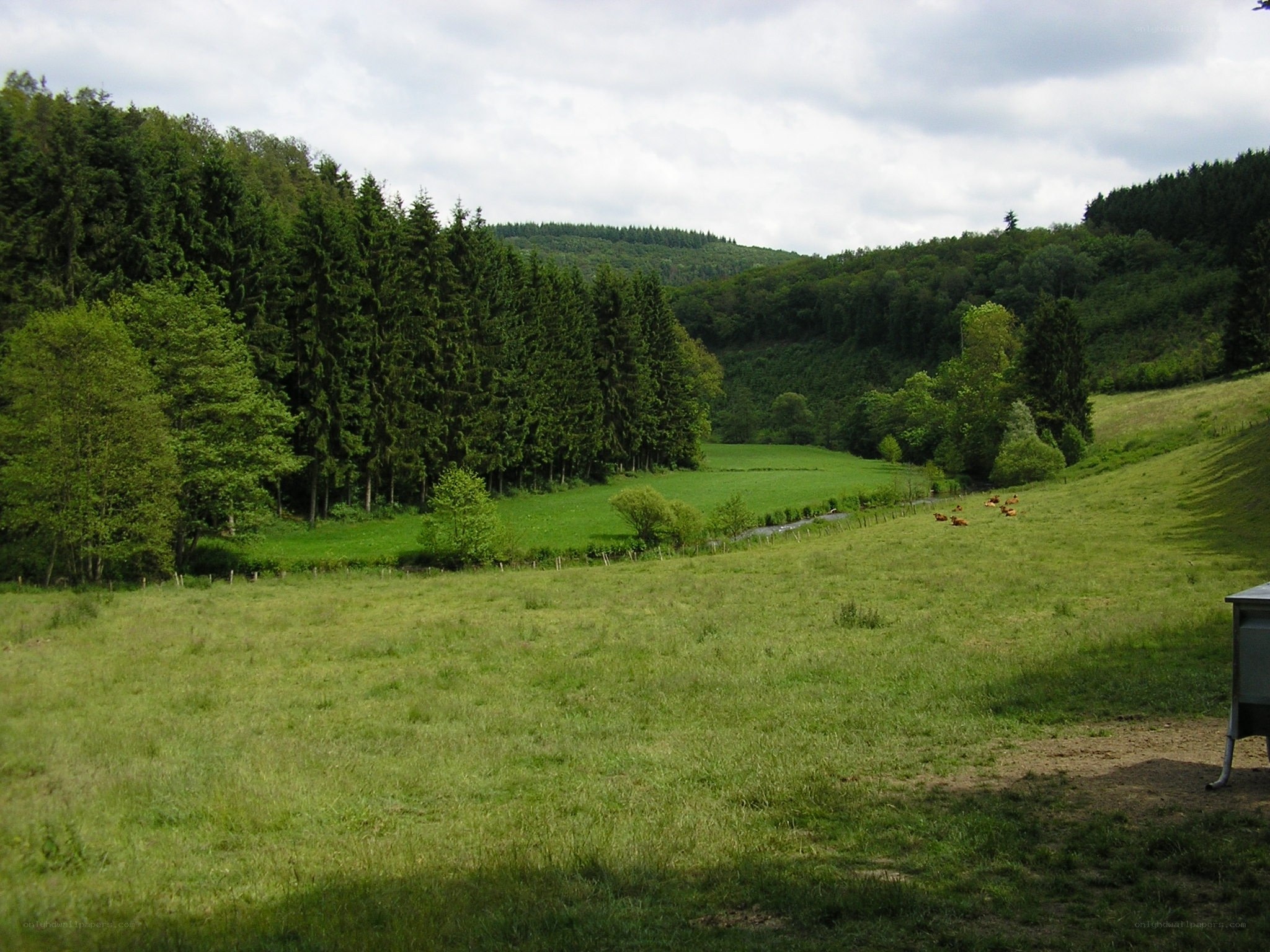 Green valley with forest and cows