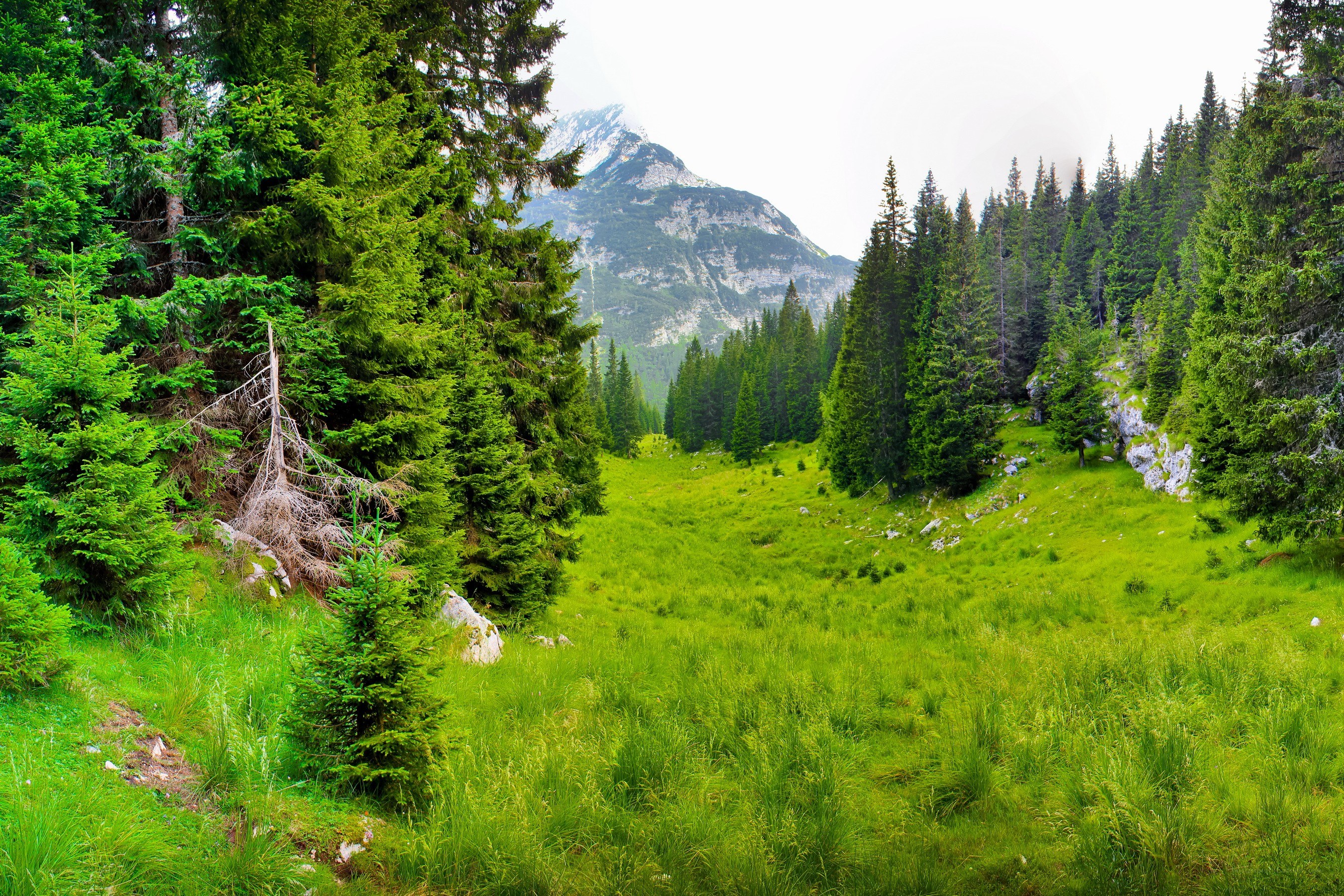 Green valley with forest and mountain