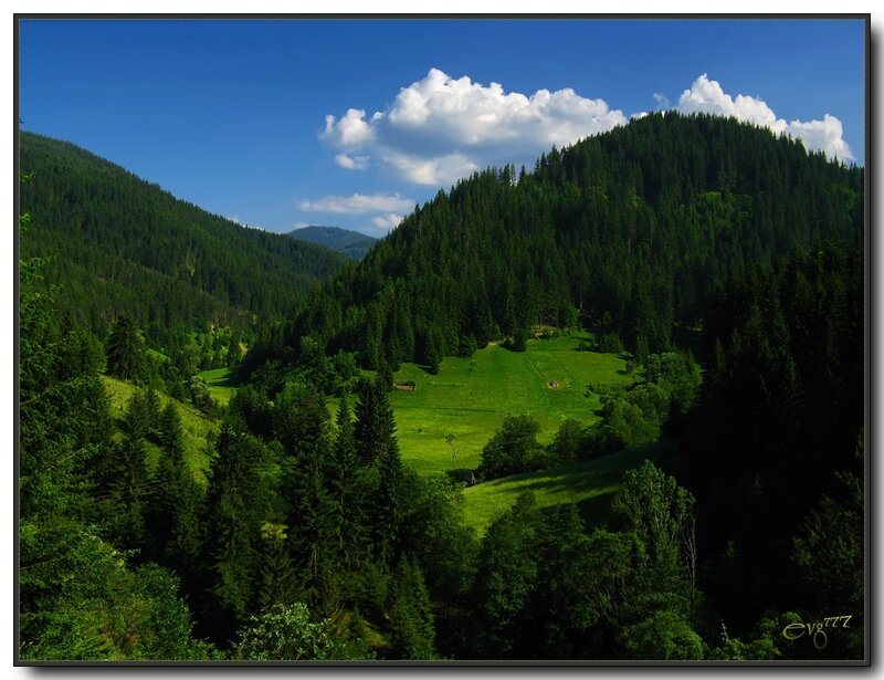 Green Valley with Forest