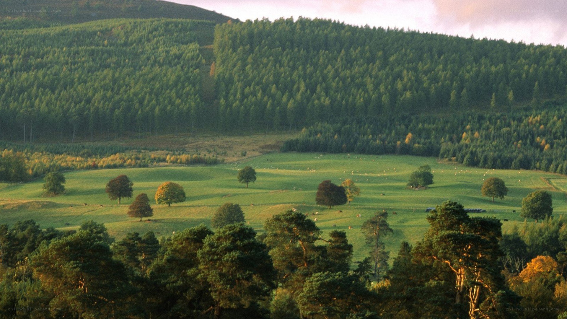 Green valley with forested hills