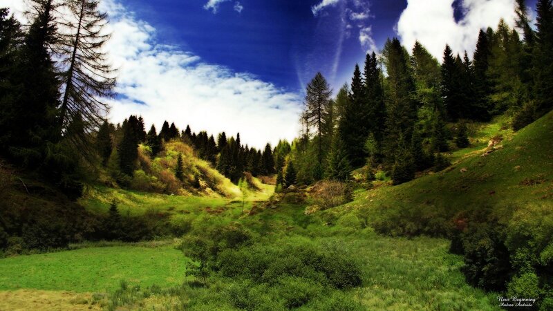 Green valley with pine trees