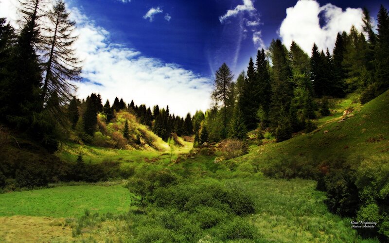 Green Valley with Pine Trees — Serene, Afternoon