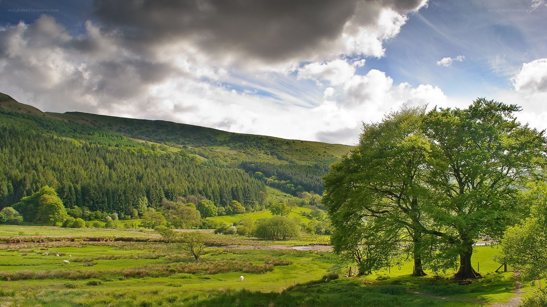 Green valley with rolling hills