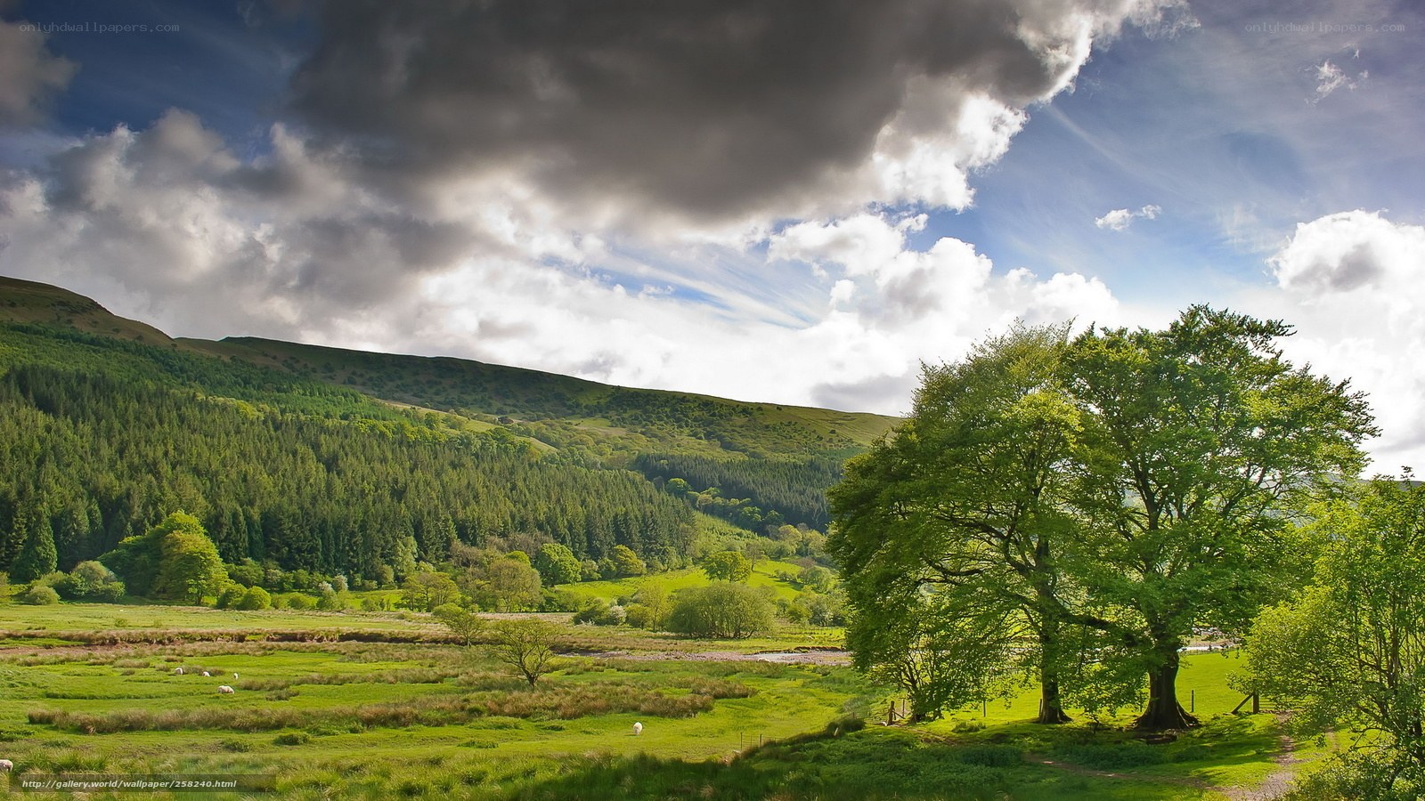 Green valley with trees and hills