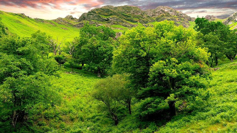 Green Valley with Trees — Serene