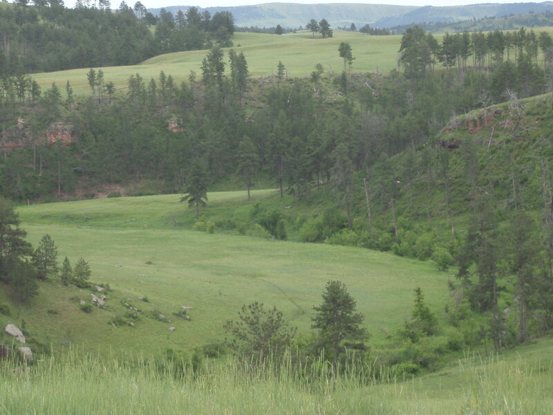 Green Valley with Trees