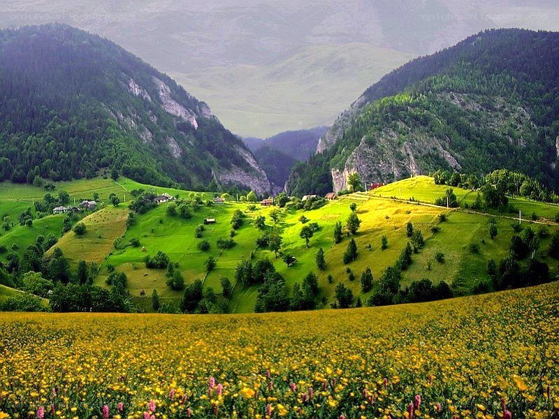 Green valley with yellow flowers