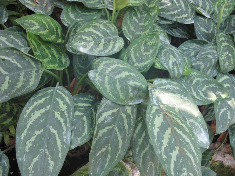 Green Variegated Leaves