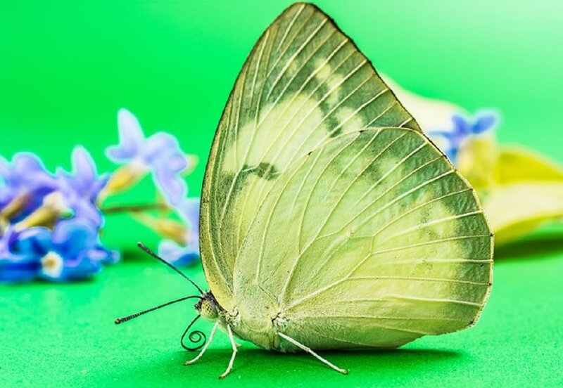 Green-veined White Butterfly — Green