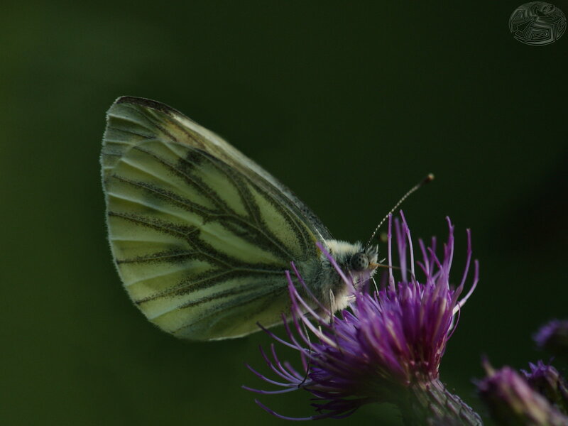 Green-veined White Butterfly