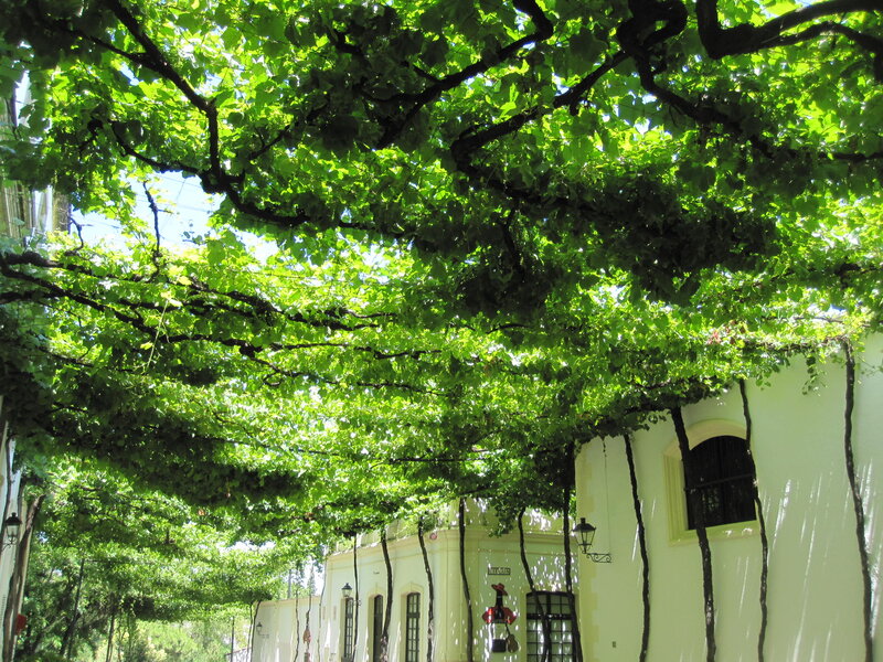 Green Vine Canopy